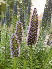 Tall flowering plants in a garden with a soft-focus background