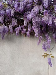 lush wisteria blooms climbing over a wall