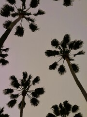 Fototapeta na wymiar palm trees silhouette