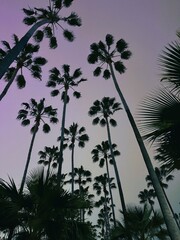 palm trees against a twilight sky
