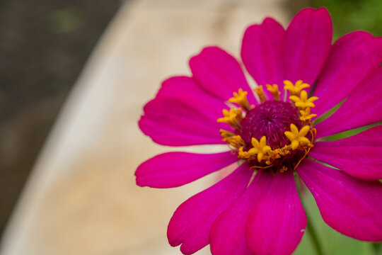 Red, pink flower Zinnia elegans beautiful garden. The photo is suitable to use for botanical content media and flowers nature photo background.