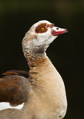 Profile portrait of an adult male Nile or Egyptian goose (Alopochen aegyptiacus) on a dark background - 783881051