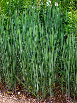 Closeup of upright growing ornamental garden grass Panicum virgatum heavy metal.