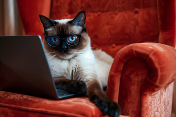 A sophisticated Siamese cat with striking blue eyes, sitting with the laptop wearing the glasses, looking into laptop - 783882022