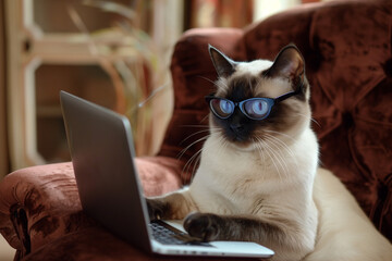 A sophisticated Siamese cat with striking blue eyes, sitting with the laptop wearing the glasses, looking into laptop - 783882035