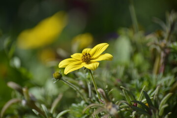 Eine blühende Blume in ihrer Natur