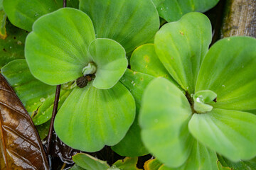 Green leaf of water lettuce Pistia stratiotes on the garden pool. The photo is suitable to use for botanical background, nature poster and flora education content media.