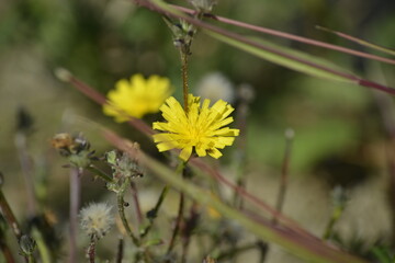 Sonnige Wildblumen auf der Wiese