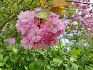 Zweig mit rosafarbenen Kirschblüten