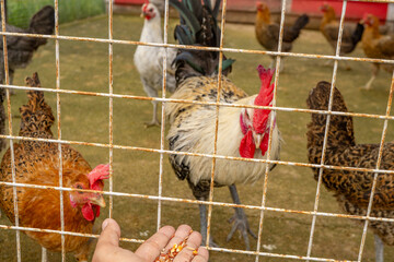 Man feeding animal groups chicken Gallus domesticus on the national farm. The photo is suitable to use for farm poster and animal content media.