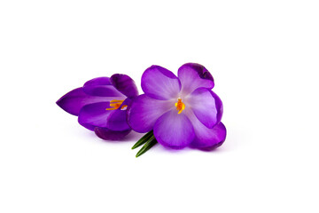 crocus flowers -  one of spring flowers on white background