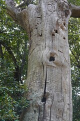Trunk of a large dry tree