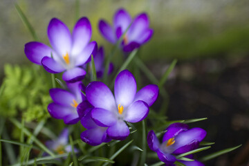 crocus flowers in the garden -  spring flowers - 783885044