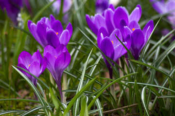 crocus flowers in the garden -  spring flowers - 783885067