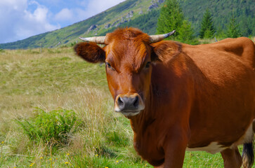 Naklejka na ściany i meble red cow in the field eating grass