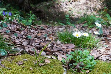 Mountain river with a wooden bridge. Paths, lawns, beautiful wild flowers. Waterfall