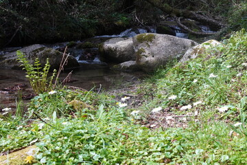 Mountain river with a wooden bridge. Paths, lawns, beautiful wild flowers. Waterfall