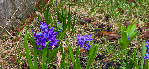 Beautiful hyacinth and tulip flowers growing outdoors