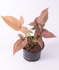 Syngonium Pink Splash flower. Leaves plant