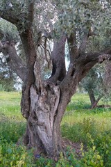 Obraz premium Old olive tree in the olive garden.