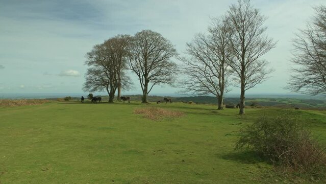 Wild ponies at the Seven Sisters copse on Cothelstone Hill, Quantock Hills, Somerset, England