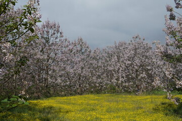 Fototapeta na wymiar Paulownia tomentosa flower in the garden in spring, beautiful empress tree in the wind, 