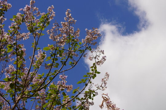 Paulownia tomentosa flower in the garden in spring, beautiful empress tree in the wind, 