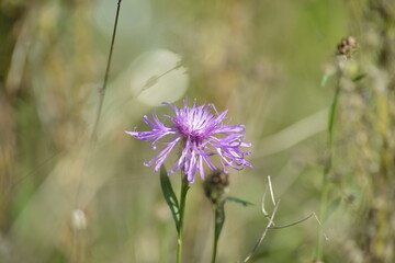 Lila Wildblume im Fokus