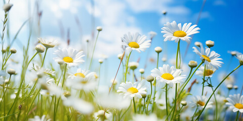 Sunny Meadow with Blooming Daisies Under Blue Sky - Serene Nature Scene