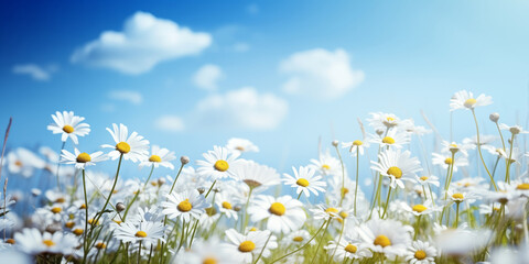 Serene Daisy Field Under Bright Blue Sky - Embrace of Nature's Beauty