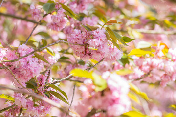 pink cherry blossom in spring