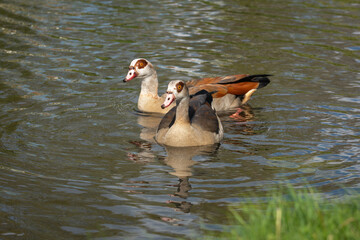 Adult female and male Nile or Egyptian goose (Alopochen aegyptiaca) swim near the lake shore - 783888014