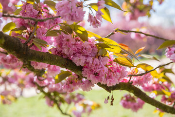 pink cherry blossom in spring