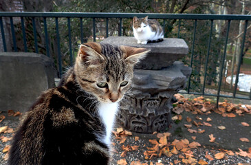 Cats are sitting on the ancient marble columns, outside the archaeological museum of Istanbul.