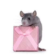 Cute blue young rat standing behind square pink present box. Looking towards camera. Isolated on a white background.