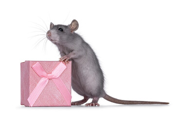 Cute blue young rat standing beside square pink present box. Looking away beside camera. Isolated on a white background.