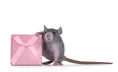 Cute blue young rat standing beside square pink present box. Looking towards camera. Isolated on a white background.