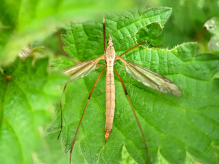 cranefly on a leaf