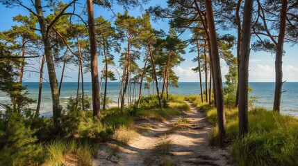 path through the pine trees to the beach with sea. 