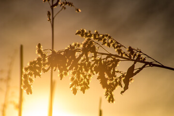 Dry plants in the background of a soft sunset in early spring