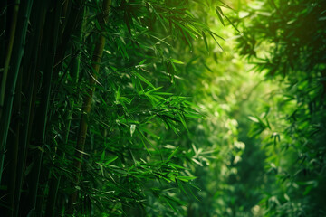 A forest of tall green bamboo trees with sunlight shining through the leaves. The trees are so tall...