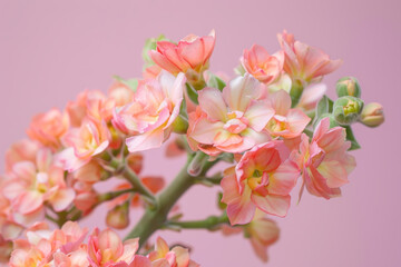 Obraz premium A pink flower with a green stem. The flower is in full bloom and has a bright, cheerful appearance