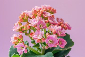 A bunch of pink flowers with green leaves. The flowers are arranged in a vase. The flowers are in full bloom and look very pretty