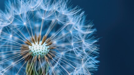 Macro photography of a dandelion seed head