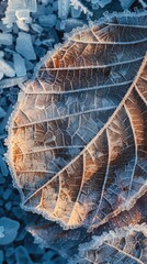 Frost crystals forming on a leaf in winter morning