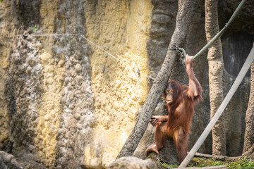 Sad young orangutan in zoo wandering amongst the trees, Taipei, Taiwan