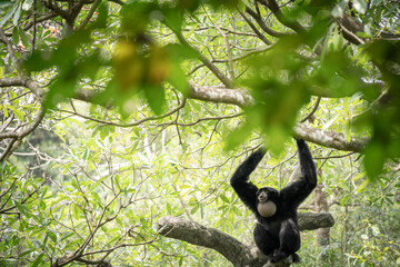 Black siamang gibbon ape screaming in the jungle amongst the foliage , Taipei, Taiwan