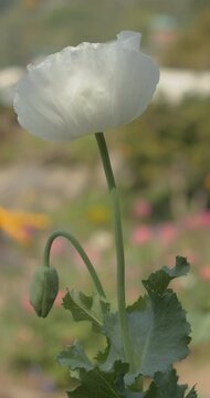 White opium poppy flower or breadseed poppy  (Papaver somniferum) plant with green leaves swaying in wind in flower garden background, vertical orientation