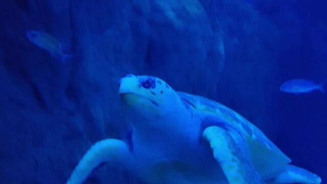 Tortuga marina en su habitad
