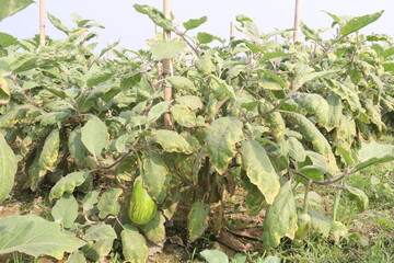 Eggplant plants in the farm for harvesting